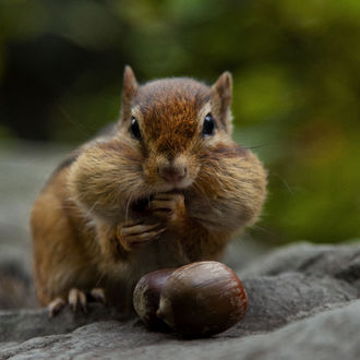 Обои на рабочий стол Белка с желудем, by Andre Villeneuve