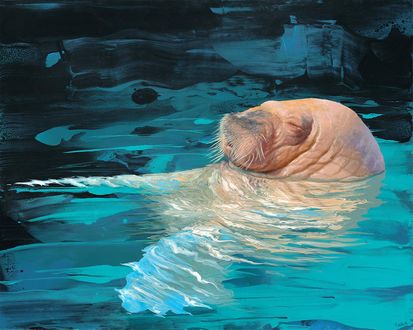 Обои на рабочий стол Морж плывущий на спине, by Acrylicdreams