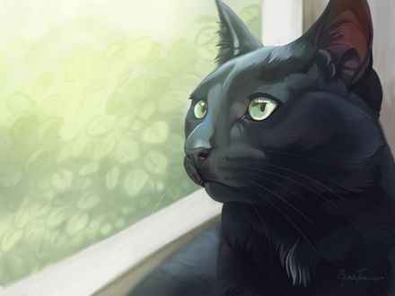 Обои на рабочий стол Черная кошка у окна, by Michelle Thomas
