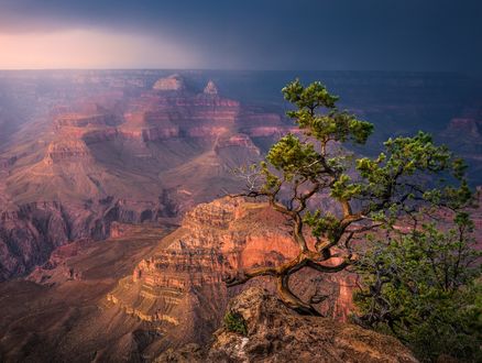 Обои на рабочий стол Цветущий бонсай на выступе скалы над каньоном, National Park Arizona / Национальный парк Аризона