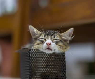 Обои на рабочий стол Спящий серый котик