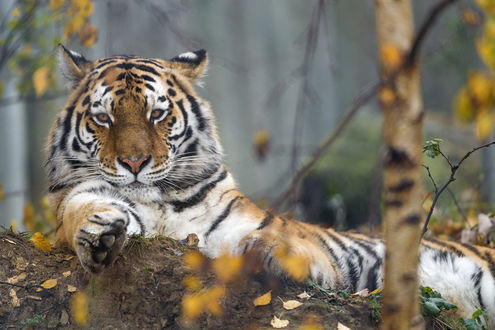 Обои на рабочий стол Тигрица на природе, by Tambako The Jaguar