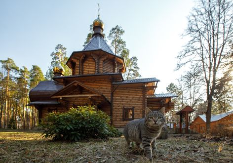 Обои на рабочий стол Кошка стоит на фоне Царевиче-Алексиевского храма, фотограф Гарбузов Илья