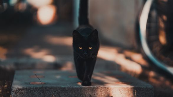 Обои на рабочий стол Черный кот на размытом фоне, by David Bartus