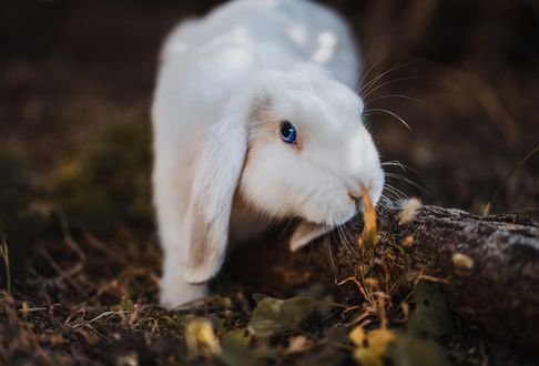 Обои на рабочий стол Белый кролик на природе, by David Bartus