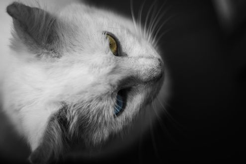 Обои на рабочий стол Белый кот с глазами разного цвета, by David Bartus