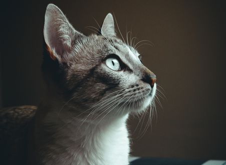 Обои на рабочий стол Кошка смотрит в сторону, by Isabella Mendes