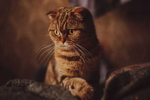 Обои на рабочий стол Милый вислоухий котик, by Taya Iv