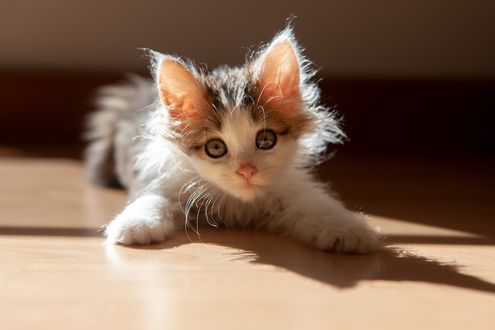 Обои на рабочий стол Котенок лежит на полу