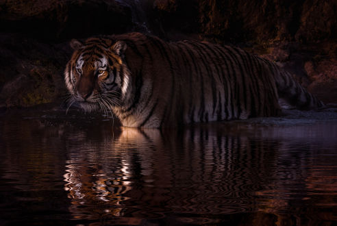 Обои на рабочий стол Тигр стоит в воде, фотограф Neil Hutchinson