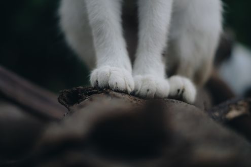 Обои на рабочий стол Лапки кошки, стоящей на бревне, by Tamba Budiarsana