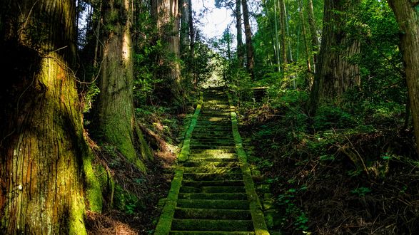 Обои на рабочий стол Лестница, поросшая мхом, в лесу Аокигахара / Aokigahara, Япония / Japan