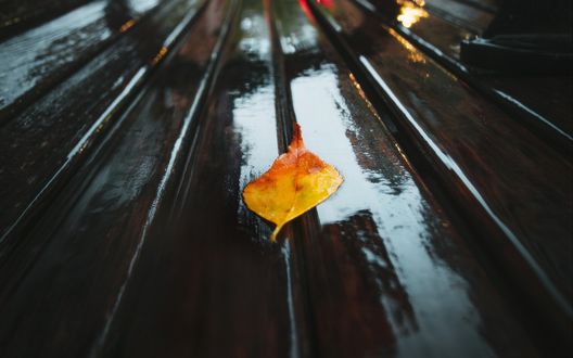 Обои на рабочий стол Осенний лист на мокрой лавке, by Josh Hild