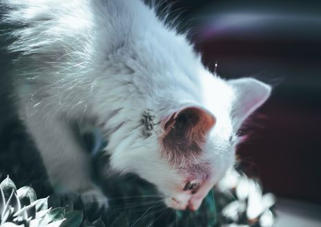 Обои на рабочий стол Белая кошка на растении, by Jake weirick