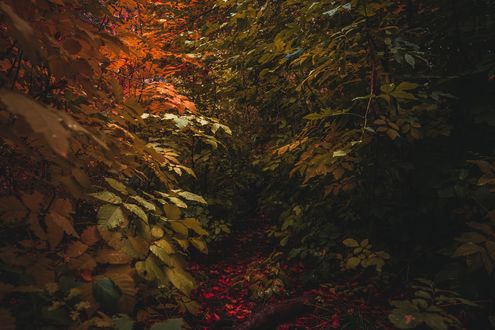 Обои на рабочий стол Осенний лес, by Jake weirick