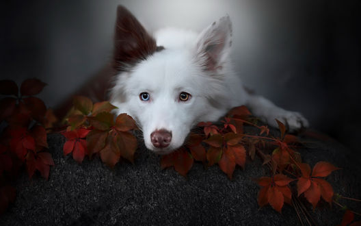 Обои на рабочий стол Собака лежит на листьях дикого винограда