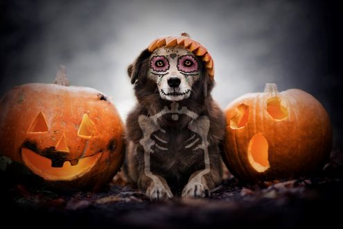 Обои на рабочий стол Happy Halloween / Счастливого Хэллоуина, пес лежит среди тыквы, by Anne Geier