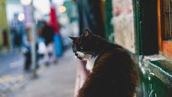 Обои на рабочий стол Кот сидит на пороге у двери