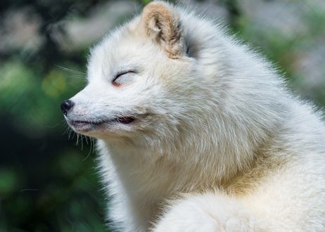 Обои на рабочий стол Арктическая лиса, фотограф Tambako The Jaguar