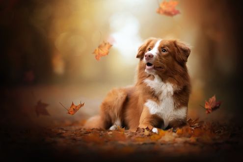 Обои на рабочий стол Пес лежит на земле под листопадом, by Ria Putzker Photography