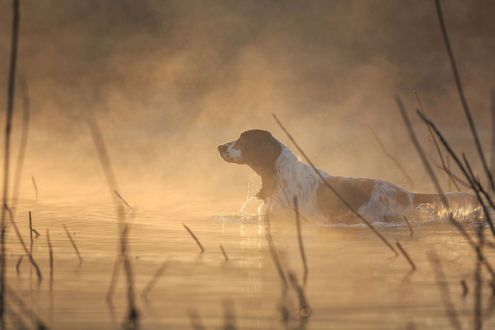 Обои на рабочий стол Пес порды спаниель в воде на охоте, фотограф Анастасия Ветковская