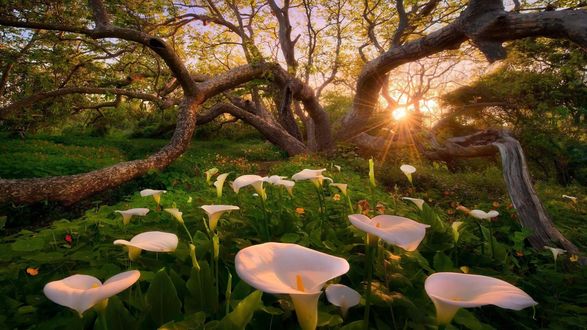 Обои на рабочий стол Белые калы на поляне освещаются солнцем, фотограф Marc Adamus