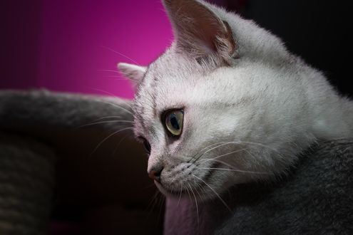 Обои на рабочий стол Котик смотрит вниз