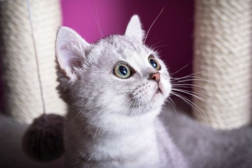 Обои на рабочий стол Кошка смотрит вверх