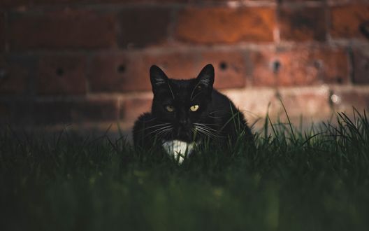 Обои на рабочий стол Черная кошка сидит на траве у кирпичной стены, by Maksim SiSlo