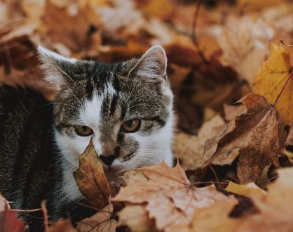 Обои на рабочий стол Кошка в осенней листве, by fotografierende