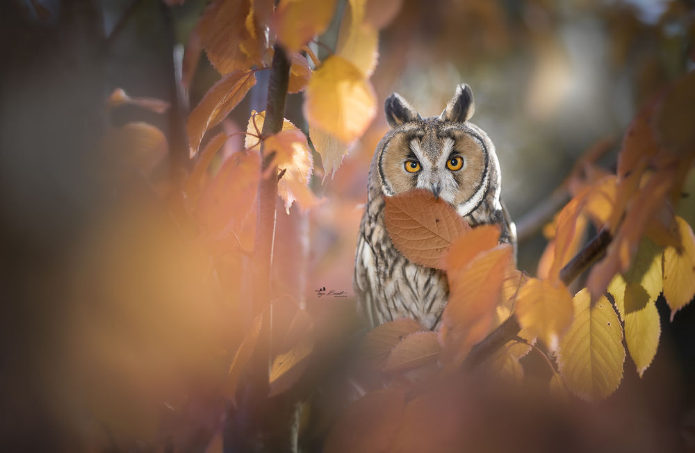 Обои для рабочего стола Сова на осеннем дереве, by Tanja Brandt