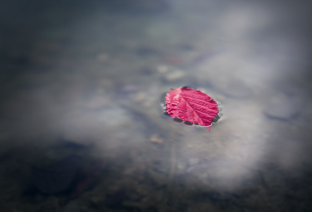 Обои для рабочего стола Осенний листик на воде, by D. G Photography