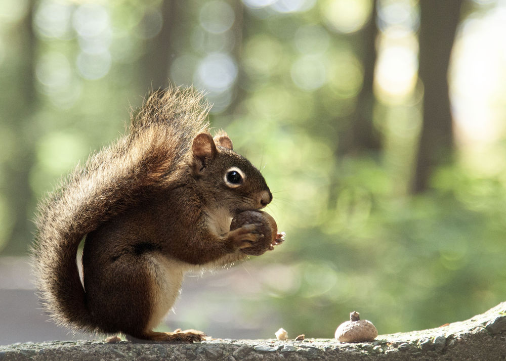 Обои для рабочего стола Белка с орехом, by Andre Villeneuve