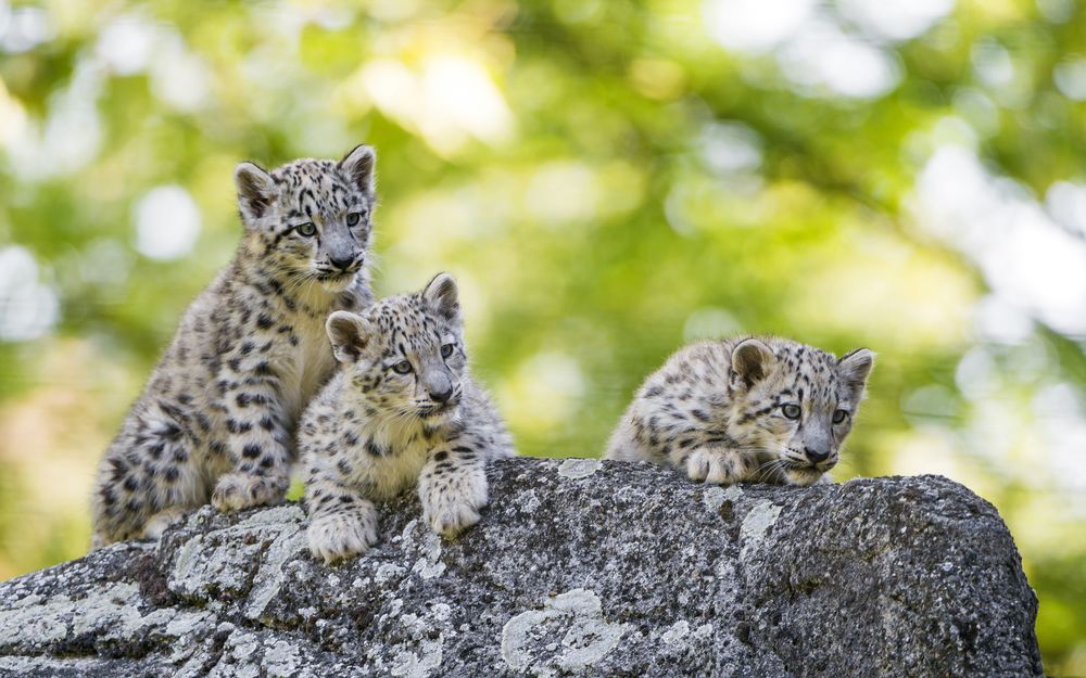 Обои для рабочего стола Котята снежного барса на природе, by Tambako The Jaguar