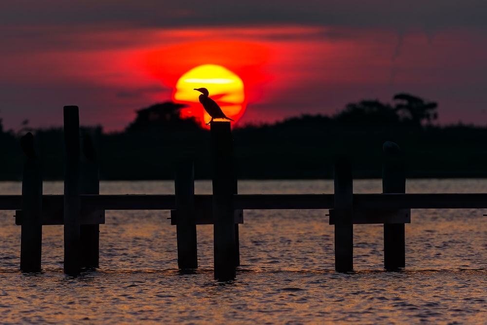 Обои для рабочего стола Птица на мосту на фоне восходящего солнца, by Daniel DAuria
