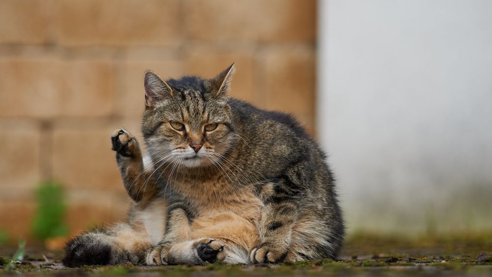 Кошка сидит на стуле