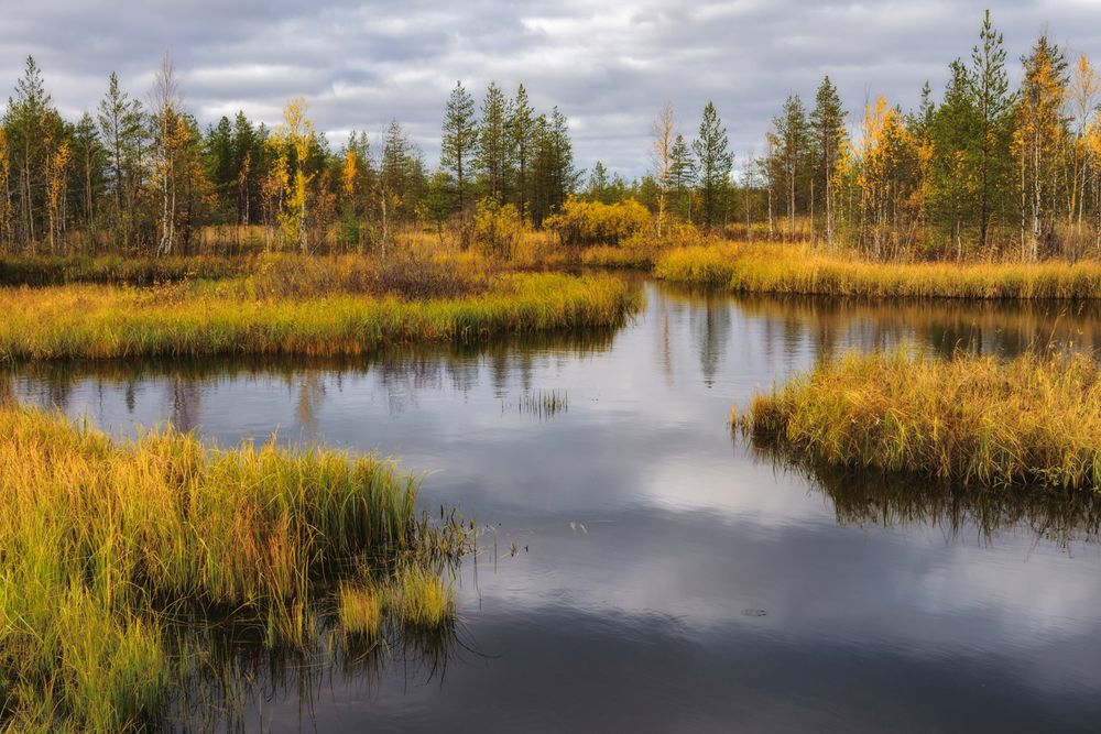 Фото болото осенью