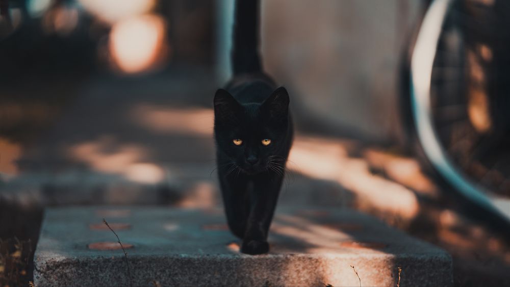 Обои для рабочего стола Черный кот на размытом фоне, by David Bartus