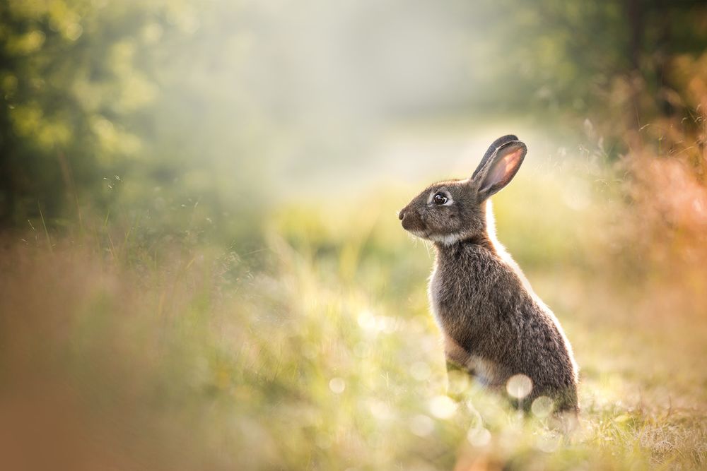 Обои для рабочего стола Заяц сидит в траве