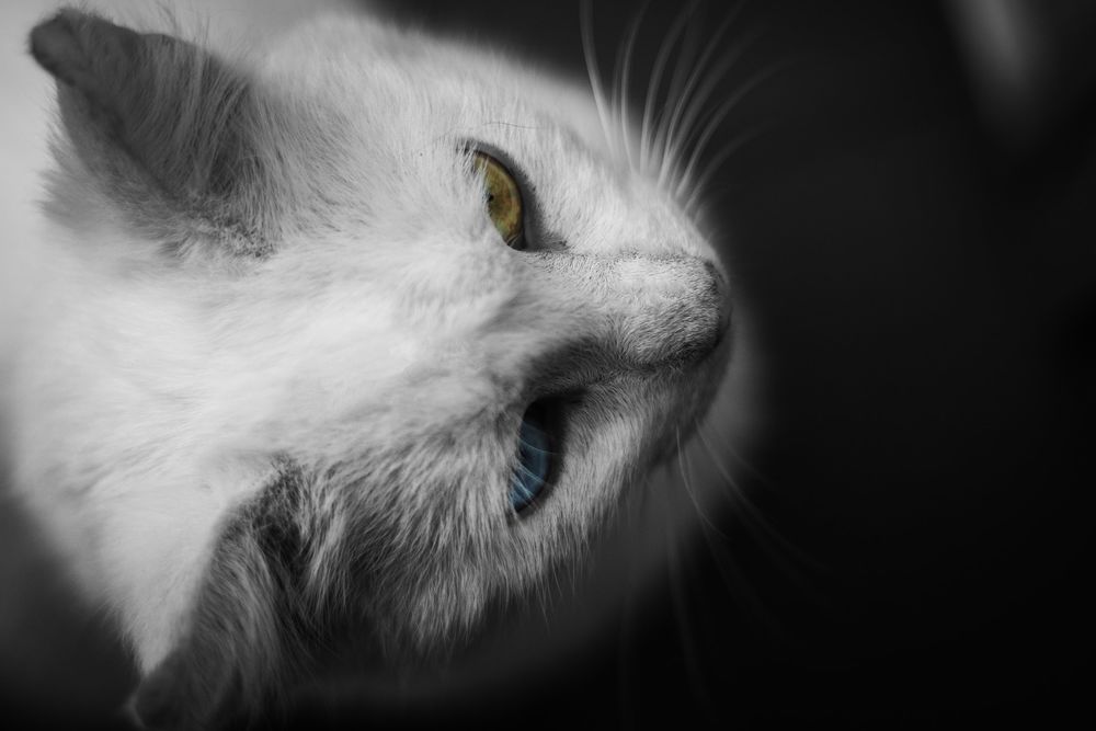 Обои для рабочего стола Белый кот с глазами разного цвета, by David Bartus