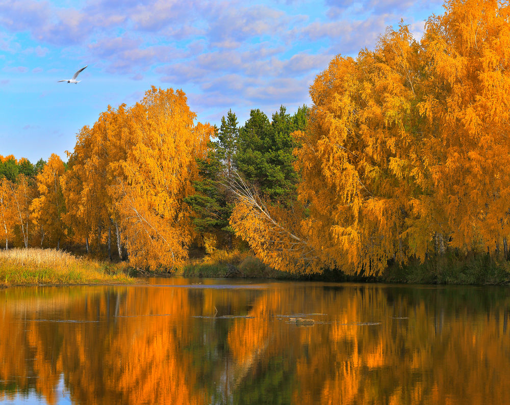 Обои для рабочего стола Осенние деревья у реки. Фотограф Олег Богданов