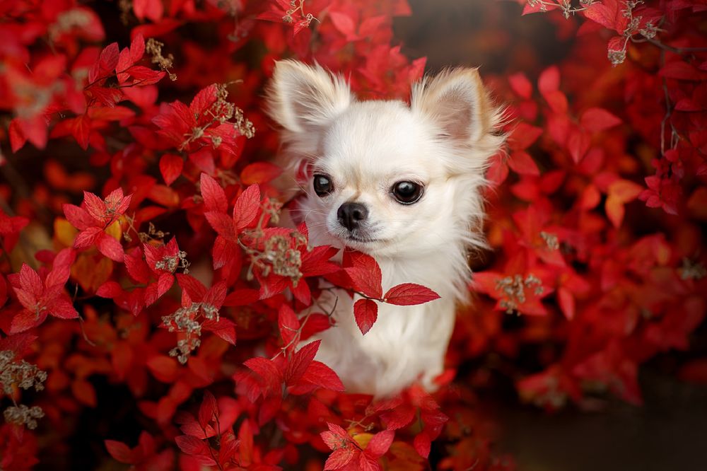 Обои для рабочего стола Белый щенок в осенней листве, фотограф Светлана Писарева
