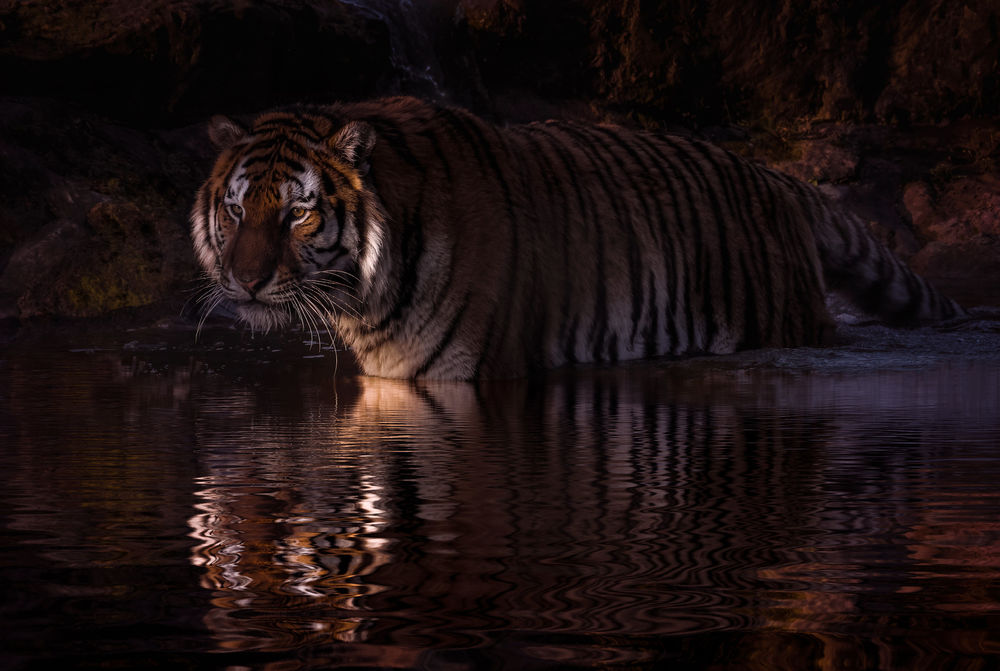 Обои для рабочего стола Тигр стоит в воде, фотограф Neil Hutchinson