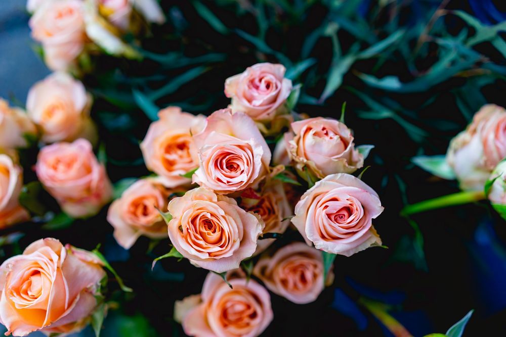 Обои для рабочего стола Розовые розы на размытом фоне