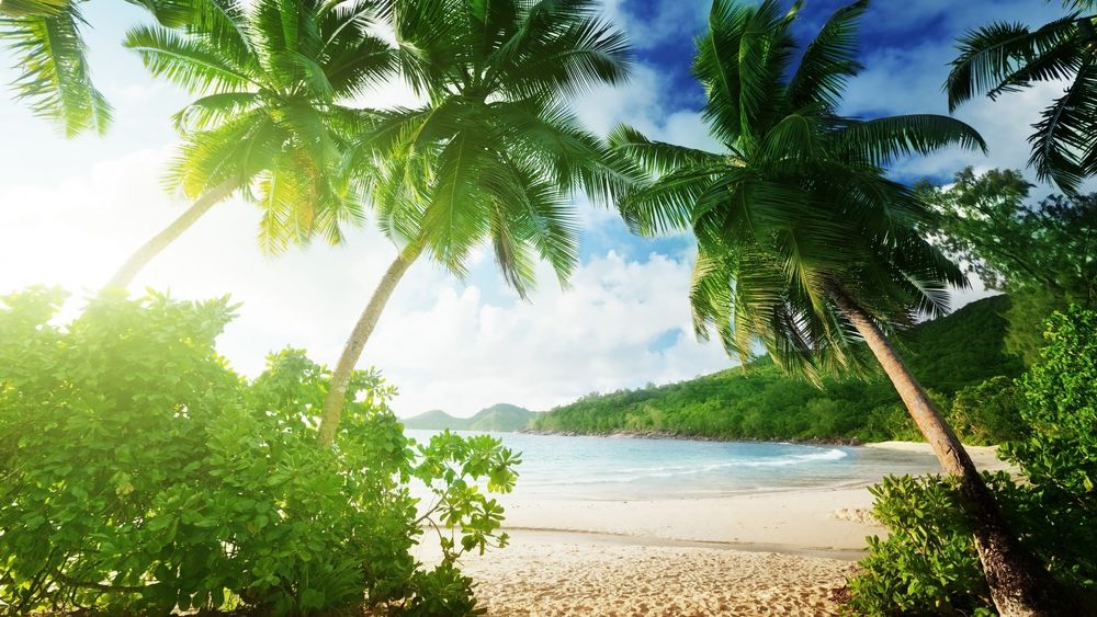 Обои для рабочего стола Тропический пляж на фоне пальм в яркий солнечный день