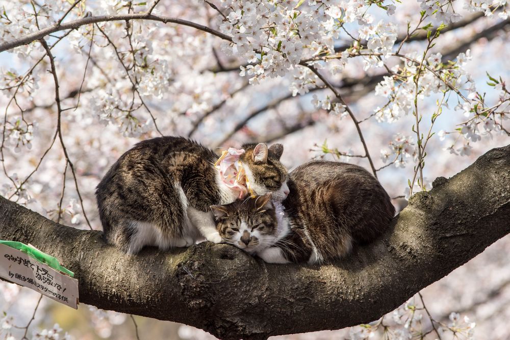 Обои для рабочего стола Два котика на цветущей сакуре