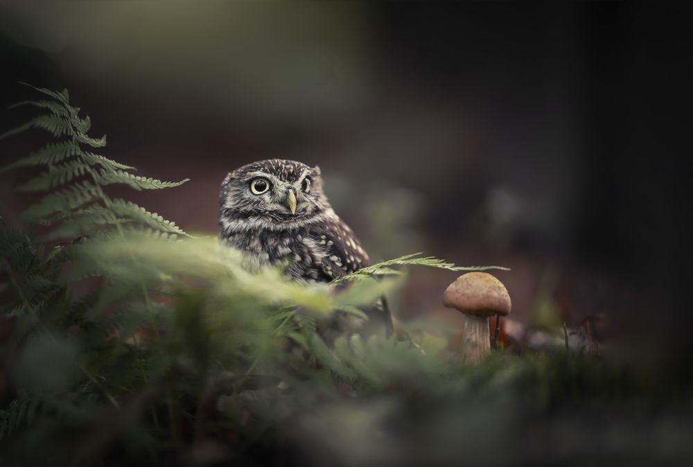 Обои для рабочего стола Сова за листвой, by Tanja Brandt