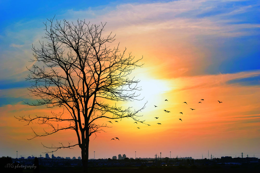 Обои для рабочего стола Осеннее дерево на фоне неба на закате с летящими птицами, by ITG photography