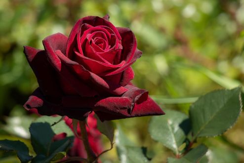 Обои на рабочий стол Бордовая роза на размытом зеленом фоне