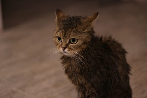 Обои на рабочий стол Смешной котенок сидит на полу, by vicran
